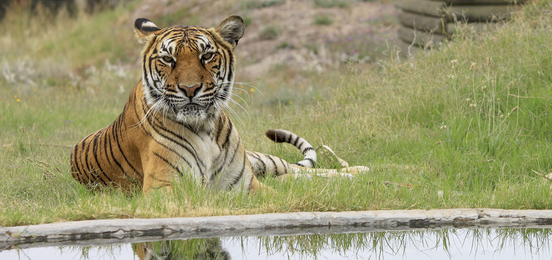 KAIZA 5 GIN unterstützt den Tierschutz in Südafrika